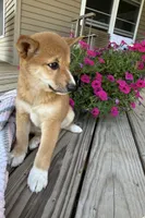 Mika, a male Shiba Inu for sale in Chariton, IA – 1 of 4