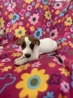Ivy, a female Jack Russell Terrier for sale in Chariton, IA – 3 of 4