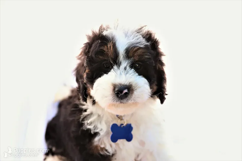 Charlie – Miniature Bernedoodle puppy for sale in Denver, PA