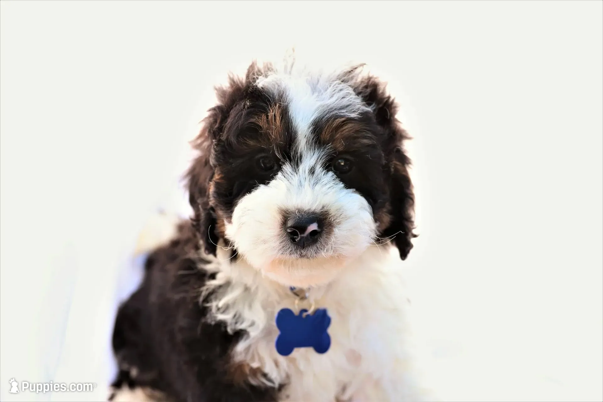 Charlie, a male Miniature Bernedoodle for sale in Denver, PA – 1 of 4