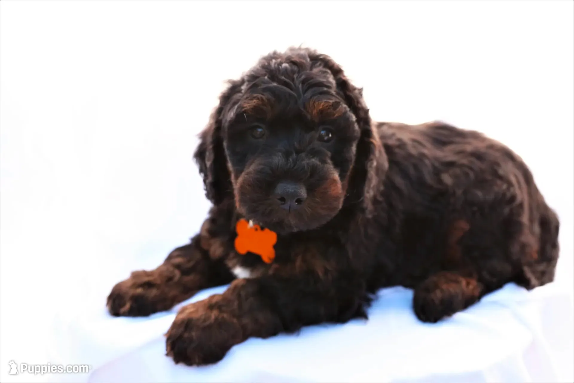 Max, a male Miniature Bernedoodle for sale in Denver, PA – 1 of 6