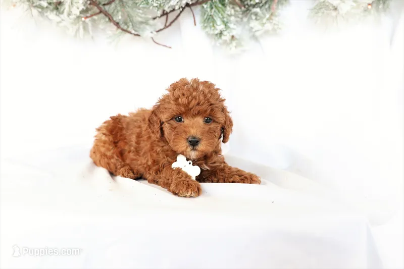 Pearl – Poodle - Miniature  puppy for sale in Denver, PA