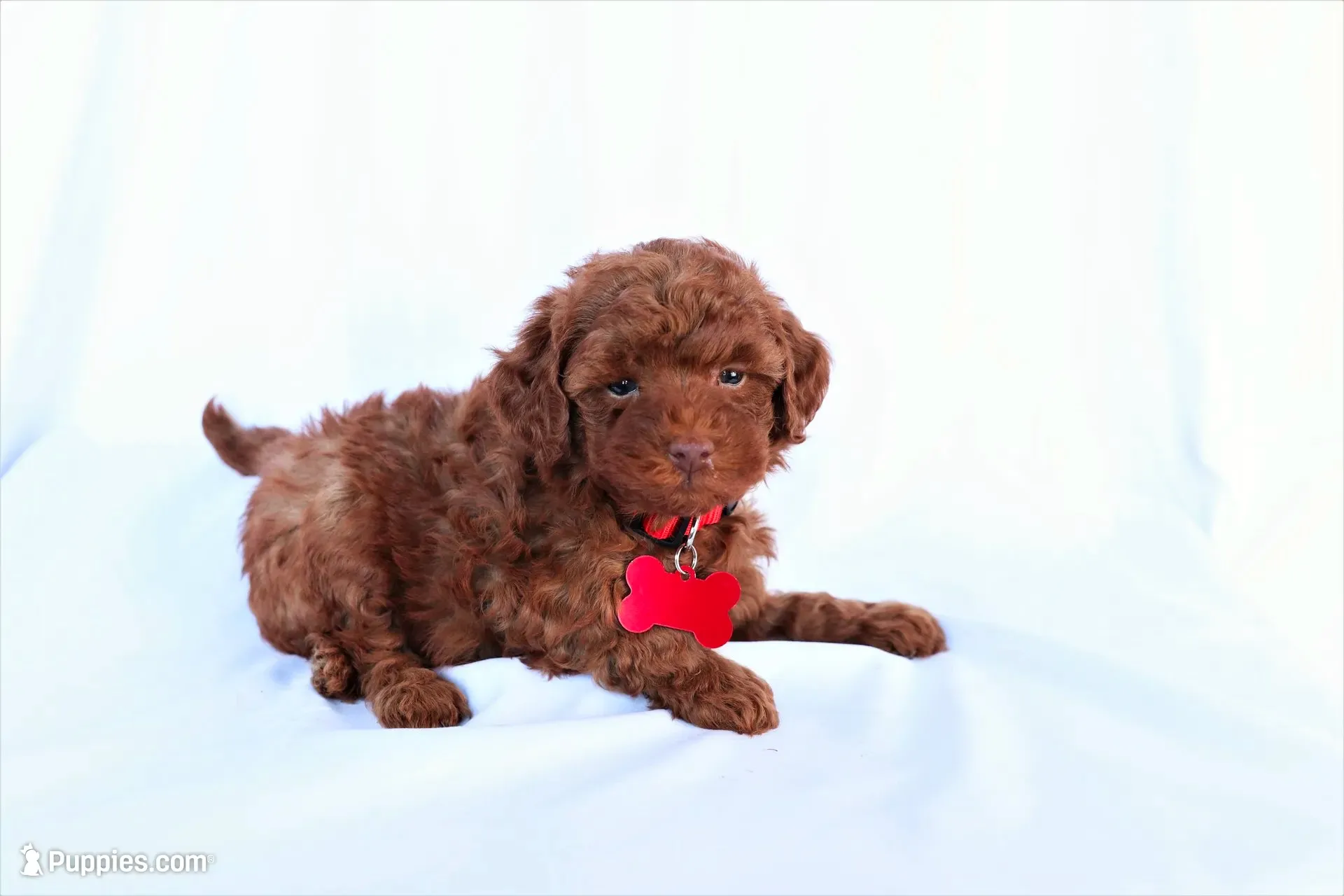 Cooper, a male Poodle - Miniature  for sale in Denver, PA – 1 of 6