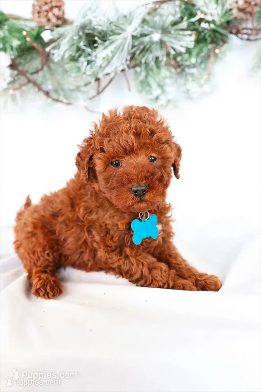 Duke – Poodle - Miniature  puppy for sale in Denver, PA