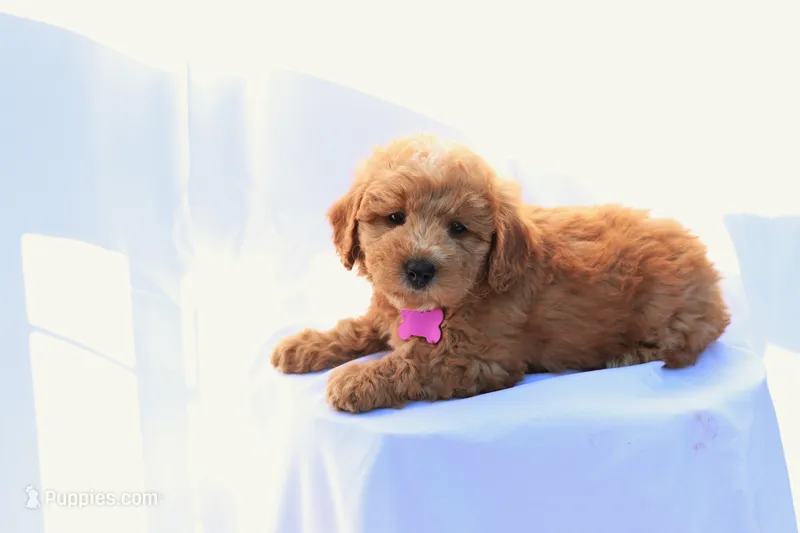Bella – Miniature Bernedoodle puppy for sale in Denver, PA