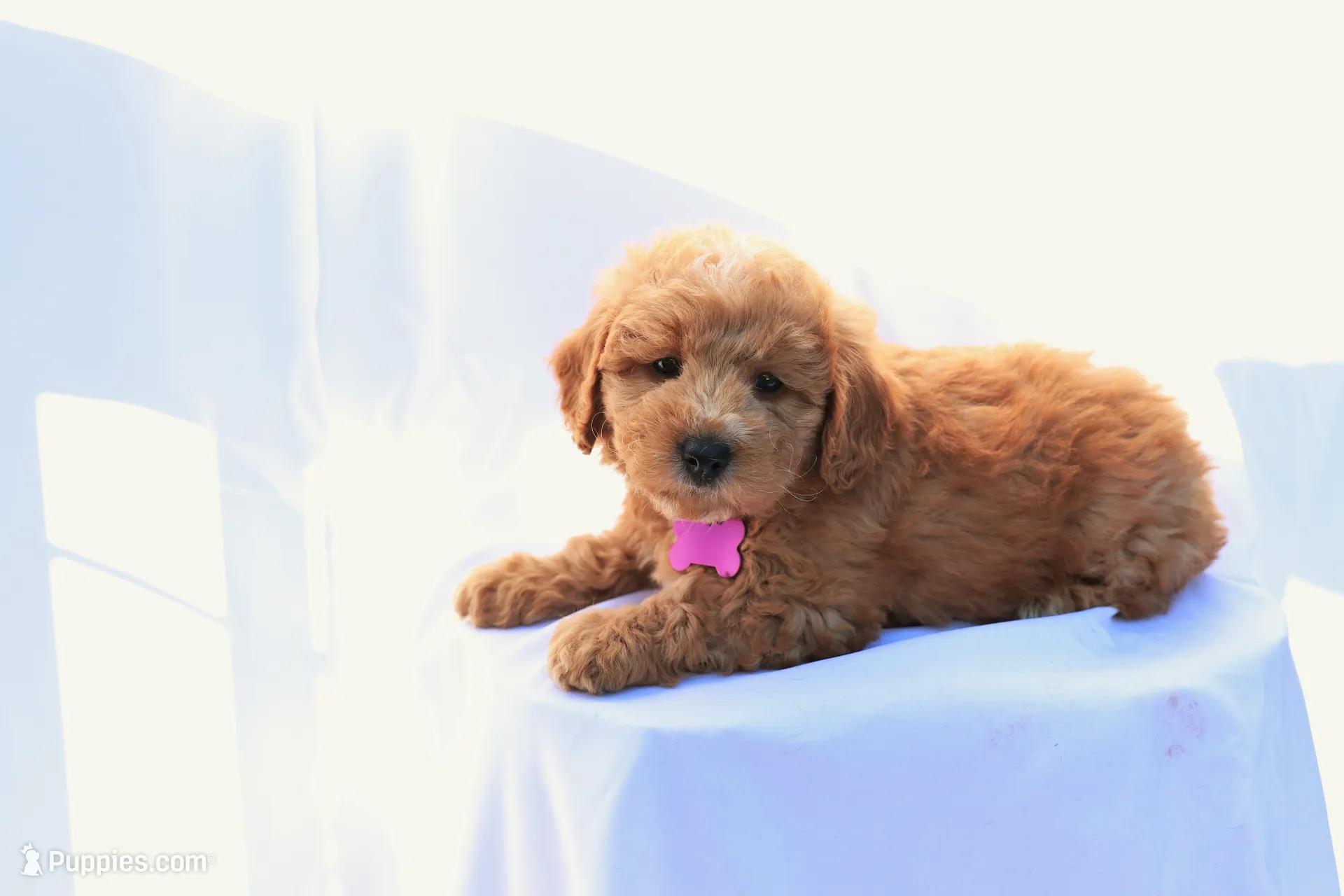 Bella, a female Miniature Bernedoodle for sale in Denver, PA – 1 of 5