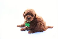 Peterson, a male Poodle - Miniature  for sale in Denver, PA – 4 of 5