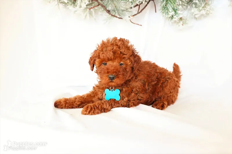 Duke – Poodle - Miniature  puppy for sale in Denver, PA