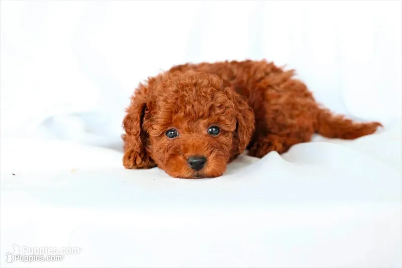 Peterson – Poodle - Miniature  puppy for sale in Denver, PA