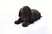 Max, a male Miniature Bernedoodle for sale in Denver, PA – 5 of 6