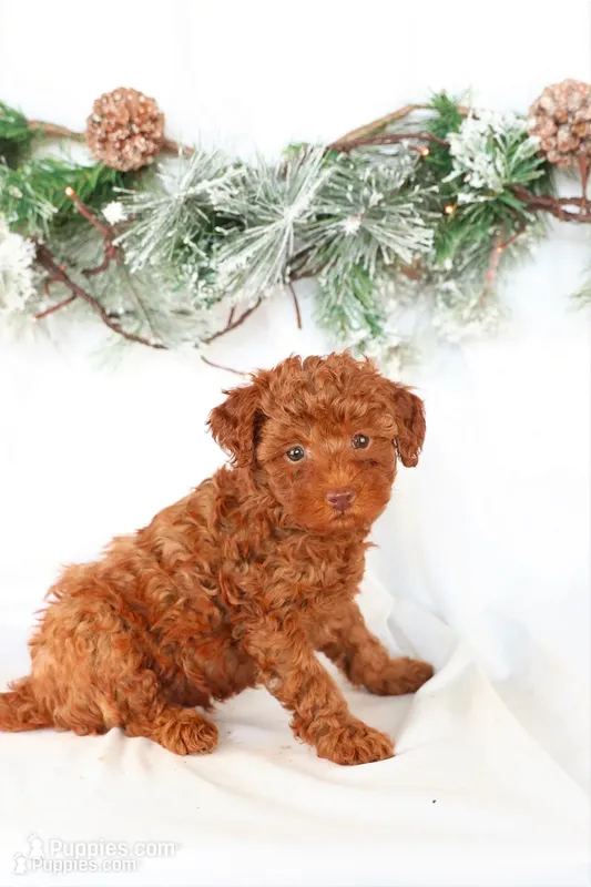 Cooper – Poodle - Miniature  puppy for sale in Denver, PA