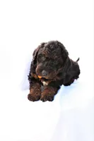 Max, a male Miniature Bernedoodle for sale in Denver, PA – 3 of 6