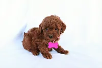Luna, a female Poodle - Miniature  for sale in Denver, PA – 5 of 5