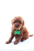 Peterson, a male Poodle - Miniature  for sale in Denver, PA – 1 of 5