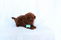 Duke, a male Poodle - Miniature  for sale in Denver, PA – 3 of 4