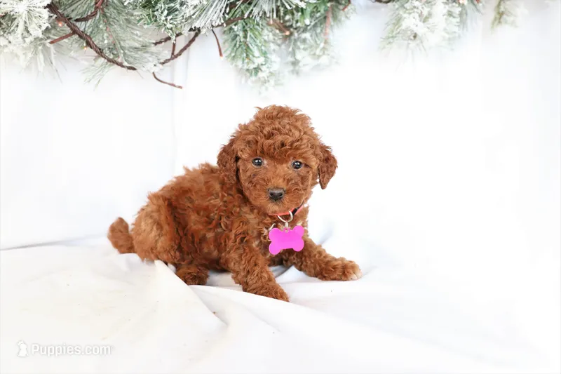 Luna – Poodle - Miniature  puppy for sale in Denver, PA