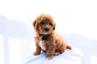 Milo, a male Miniature Bernedoodle for sale in Denver, PA – 3 of 6