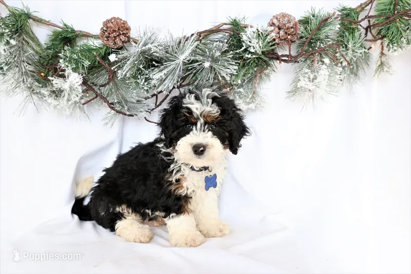 Charlie – Miniature Bernedoodle puppy for sale in Denver, PA
