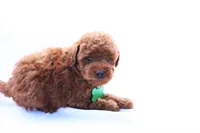 Peterson, a male Poodle - Miniature  for sale in Denver, PA – 2 of 5