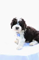 Charlie, a male Miniature Bernedoodle for sale in Denver, PA – 4 of 4