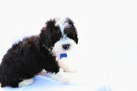 Charlie, a male Miniature Bernedoodle for sale in Denver, PA – 3 of 4