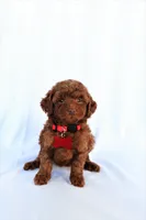 Cooper, a male Poodle - Miniature  for sale in Denver, PA – 6 of 6