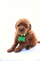 Peterson, a male Poodle - Miniature  for sale in Denver, PA – 5 of 5