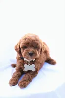 Pearl, a female Poodle - Miniature  for sale in Denver, PA – 4 of 5