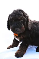 Max, a male Miniature Bernedoodle for sale in Denver, PA – 2 of 6