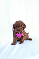 Luna, a female Poodle - Miniature  for sale in Denver, PA – 2 of 5