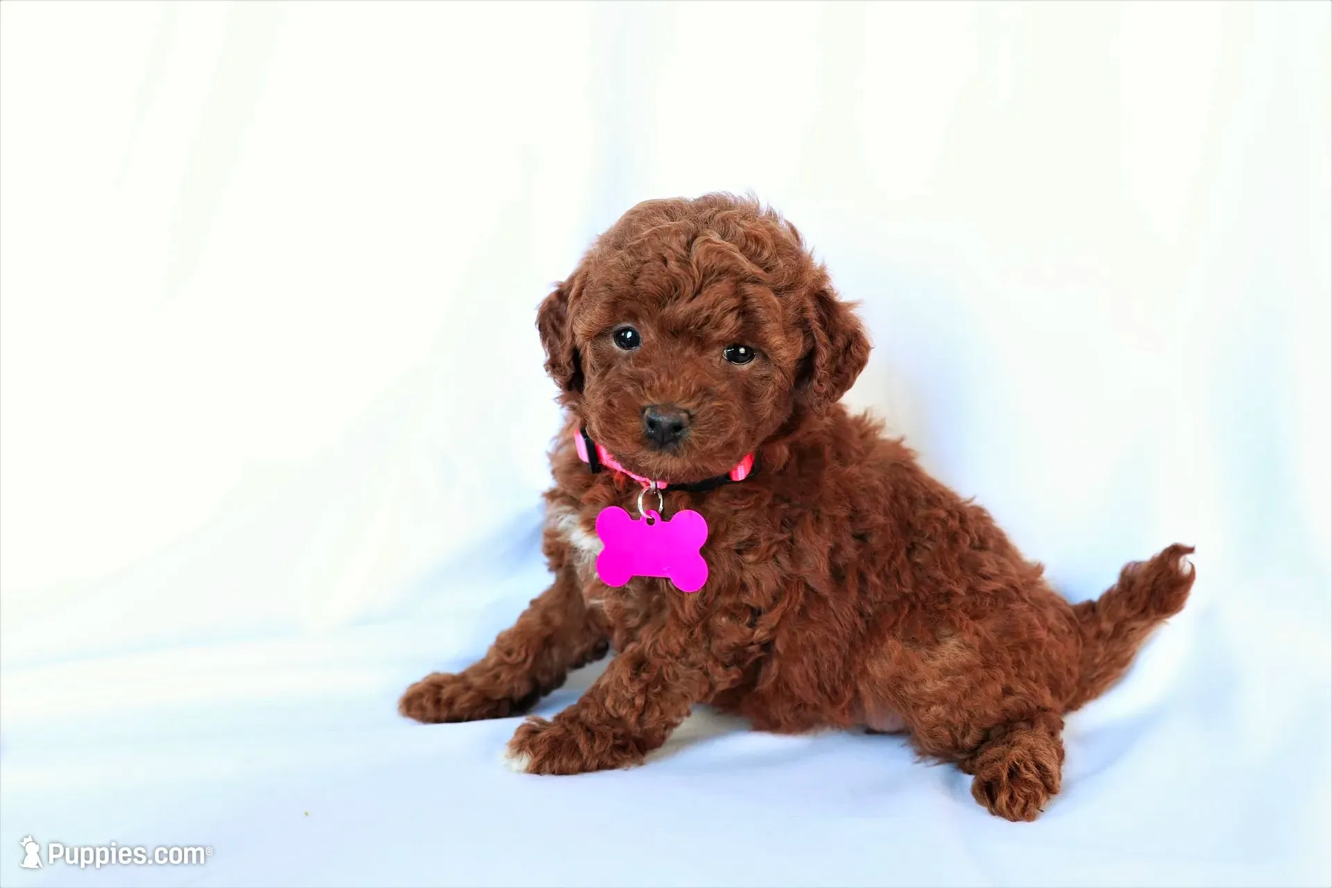Luna, a female Poodle - Miniature  for sale in Denver, PA – 1 of 5