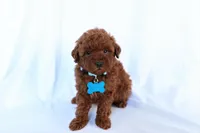 Duke, a male Poodle - Miniature  for sale in Denver, PA – 4 of 4