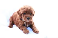 Pearl, a female Poodle - Miniature  for sale in Denver, PA – 3 of 5