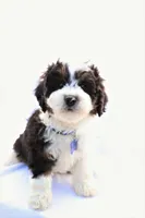 Charlie, a male Miniature Bernedoodle for sale in Denver, PA – 2 of 4