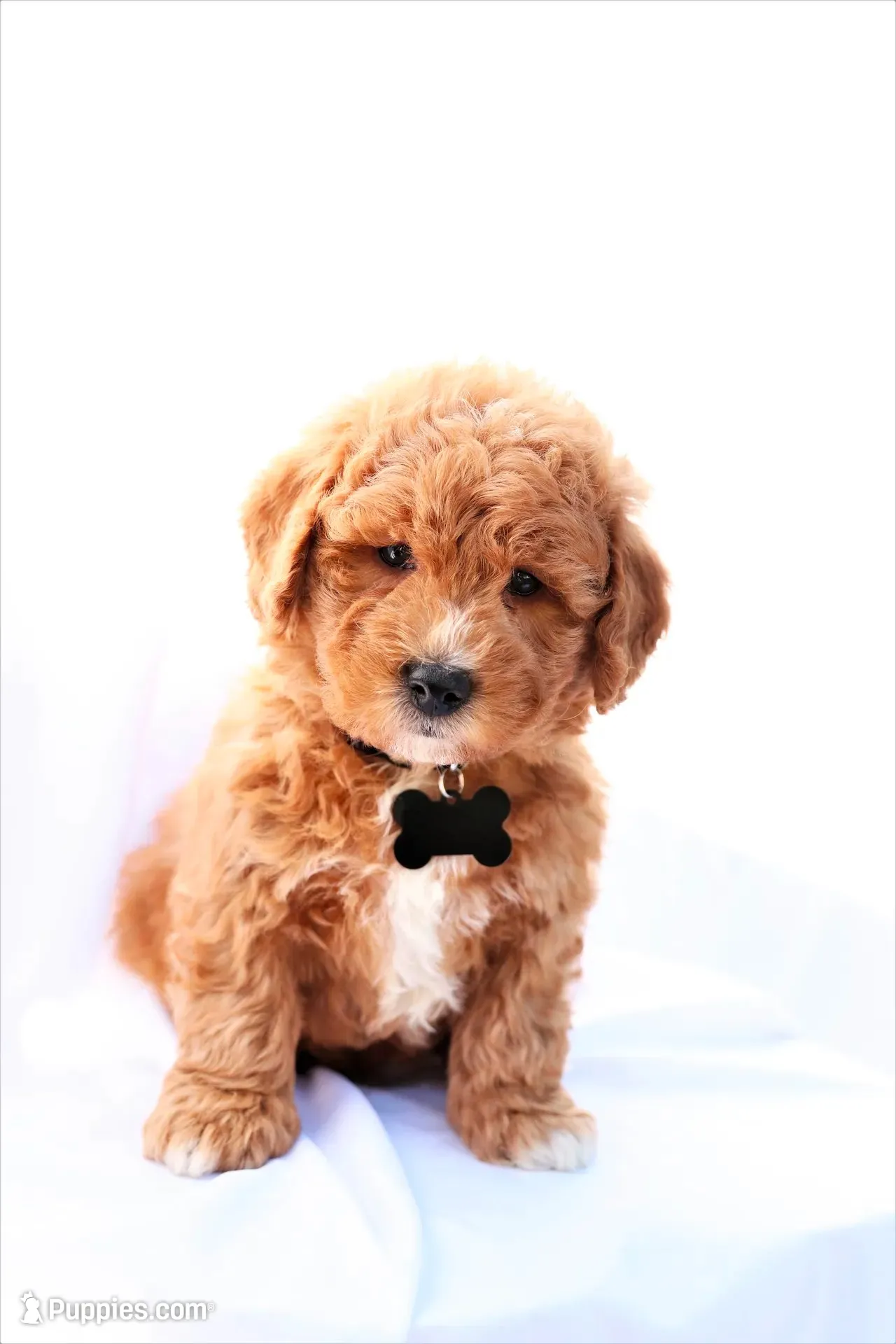Milo, a male Miniature Bernedoodle for sale in Denver, PA – 2 of 6