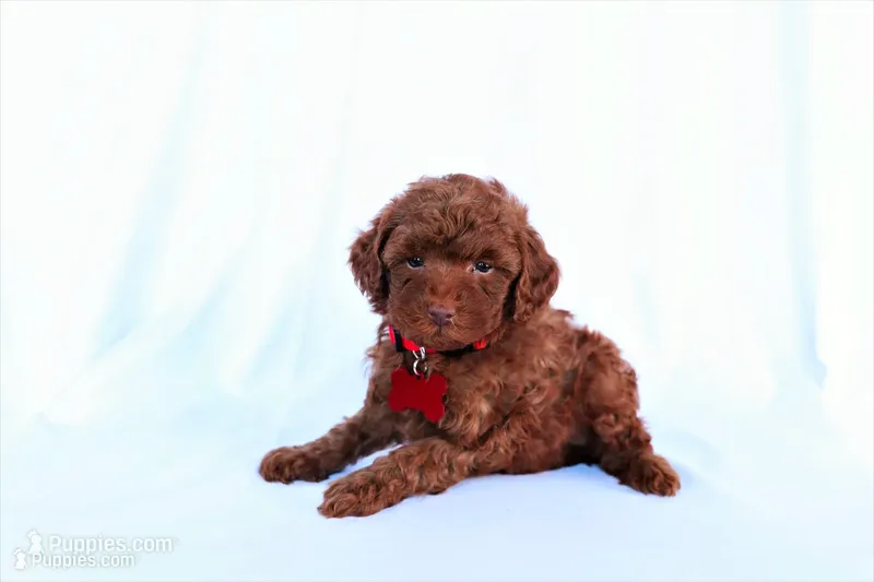 Cooper – Poodle - Miniature  puppy for sale in Denver, PA