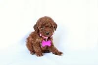 Luna, a female Poodle - Miniature  for sale in Denver, PA – 3 of 5