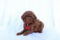 Cooper, a male Poodle - Miniature  for sale in Denver, PA – 3 of 6