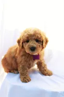 Bella, a female Miniature Bernedoodle for sale in Denver, PA – 3 of 5