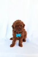 Duke, a male Poodle - Miniature  for sale in Denver, PA – 1 of 4