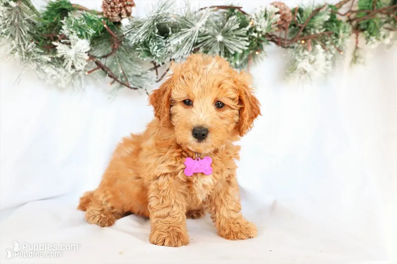Bella – Miniature Bernedoodle puppy for sale in Denver, PA