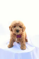 Bella, a female Miniature Bernedoodle for sale in Denver, PA – 4 of 5