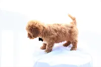 Milo, a male Miniature Bernedoodle for sale in Denver, PA – 6 of 6