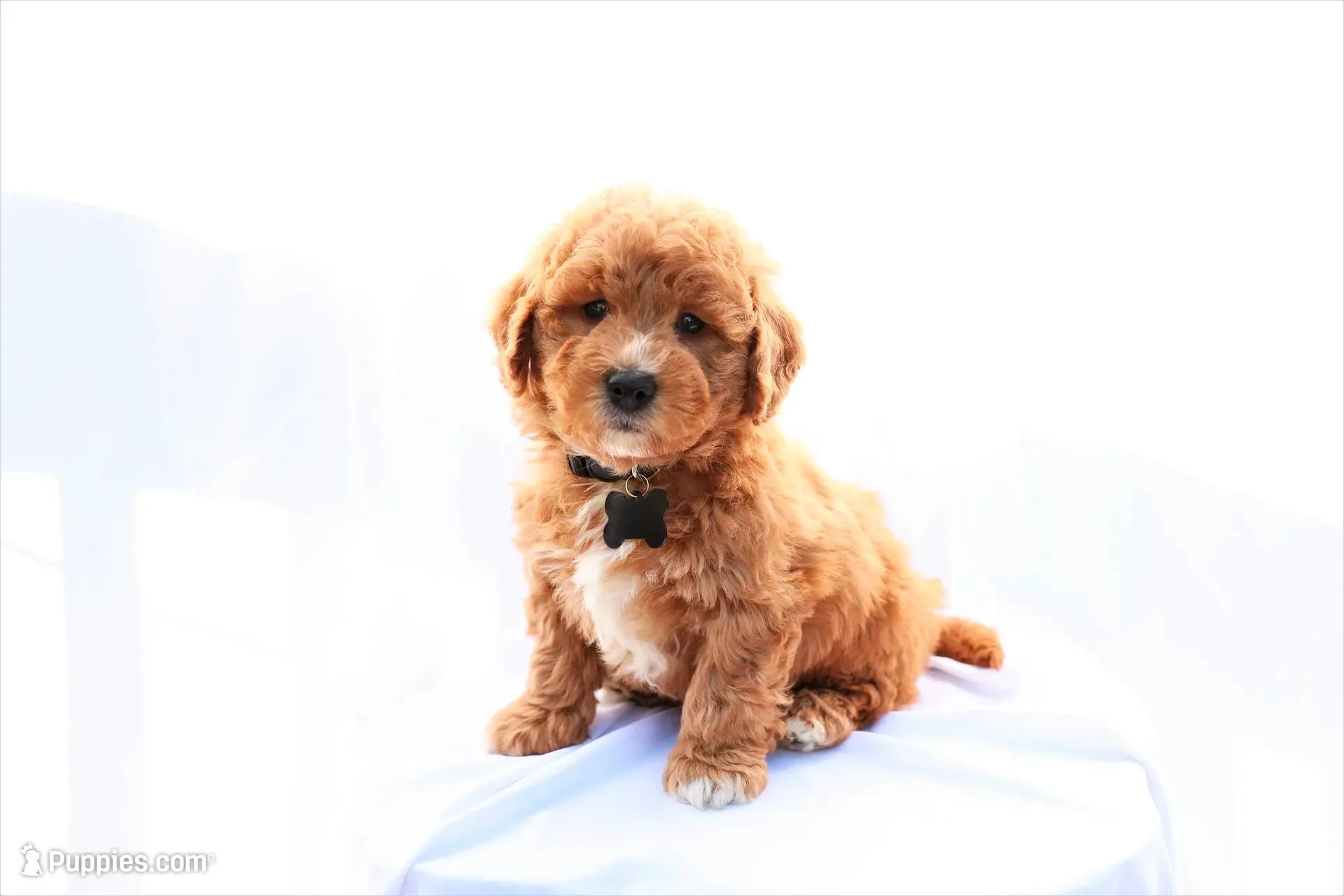 Milo, a male Miniature Bernedoodle for sale in Denver, PA – 1 of 6