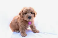 Bella, a female Miniature Bernedoodle for sale in Denver, PA – 2 of 5