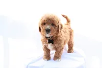 Milo, a male Miniature Bernedoodle for sale in Denver, PA – 5 of 6