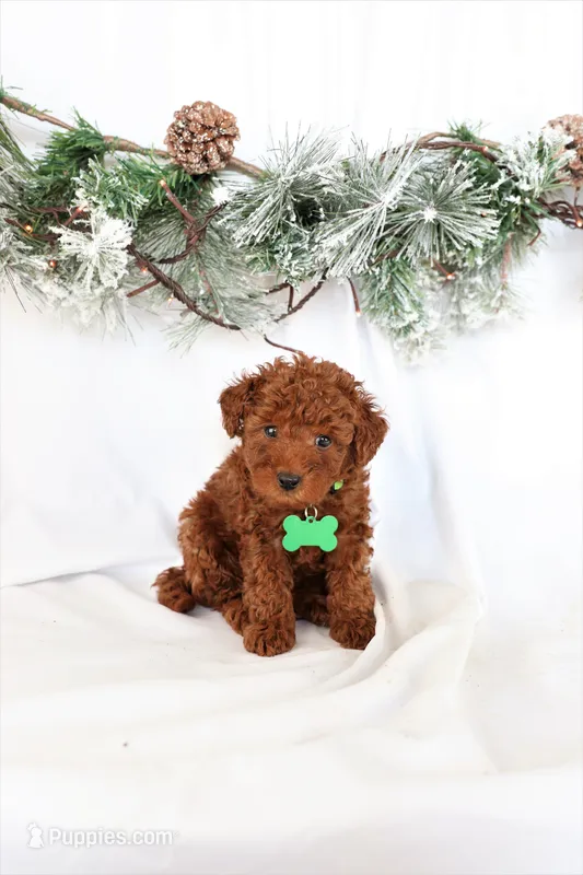 Peterson – Poodle - Miniature  puppy for sale in Denver, PA