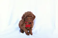 Cooper, a male Poodle - Miniature  for sale in Denver, PA – 4 of 6