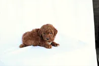 Luna, a female Poodle - Miniature  for sale in Denver, PA – 4 of 5