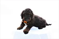 Max, a male Miniature Bernedoodle for sale in Denver, PA – 4 of 6